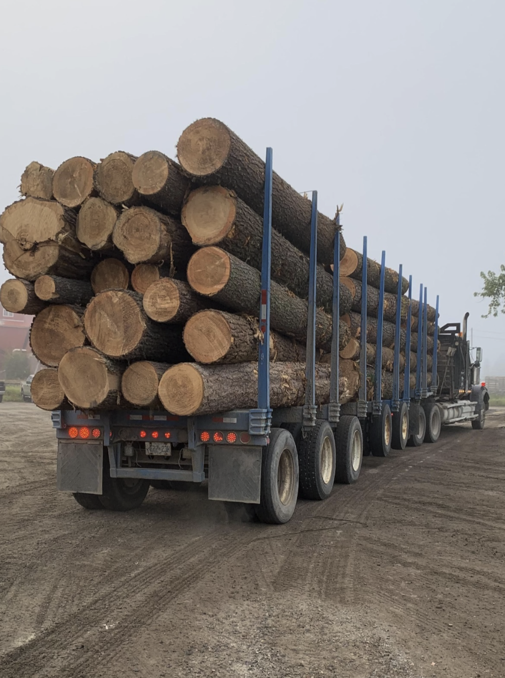 History Birchland Plywood Veneer